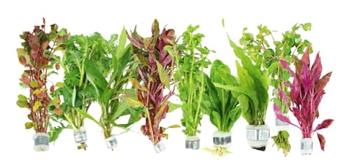 Live Aquarium Plants