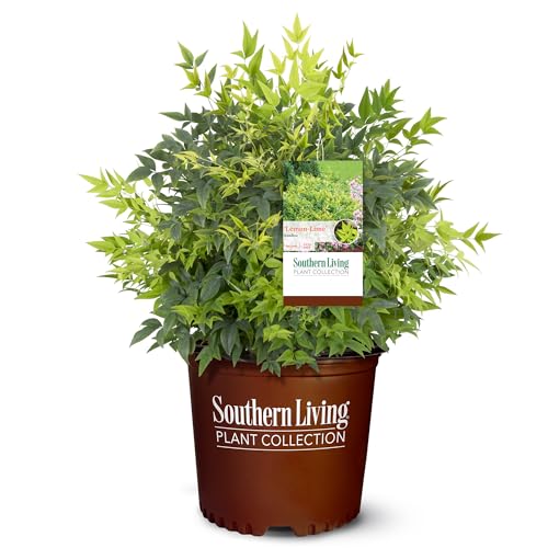 Live Evergreen Shrub Plant