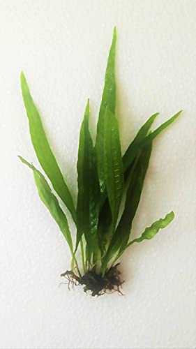 Live Java Fern