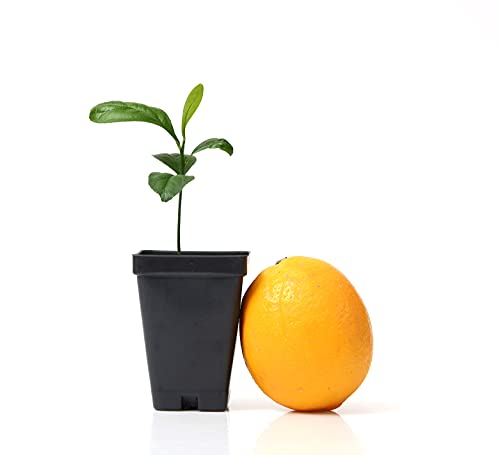 Citrus microcarpa Tree Starter Kit