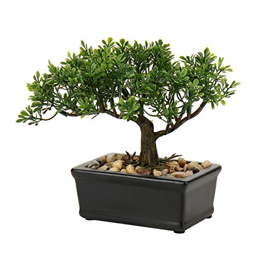 Mini Bonsai Tree