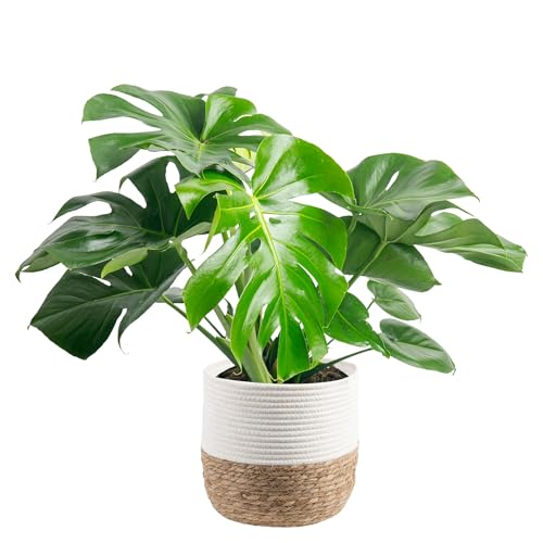 Medium-sized Potted Monstera