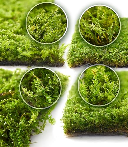 Moss Variety Pack