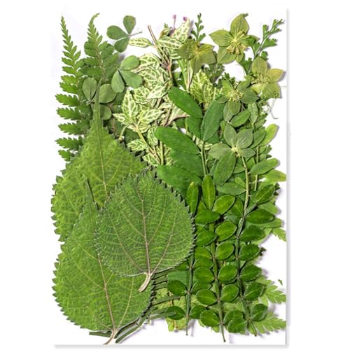 Assorted Innate Foliage Bundle