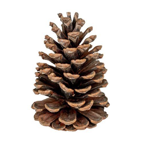Natural Pine Cones Decor Set