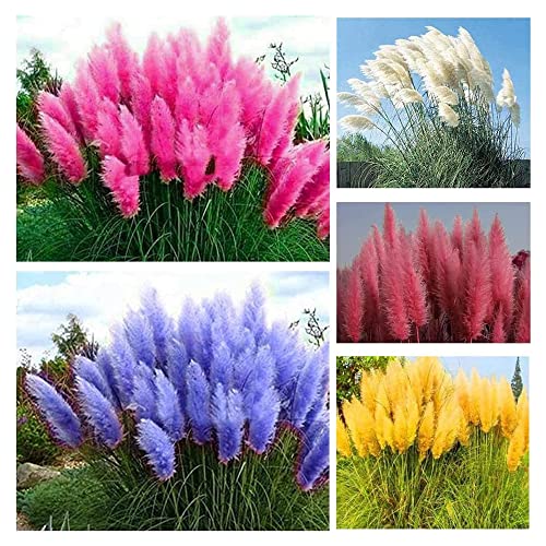 Ornamental Grass Seed Mix
