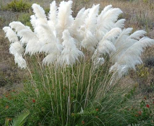 Grandiose Decorative Grass Seeds or Plants