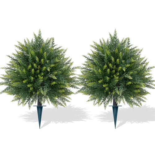 Outdoor Evergreen Plants