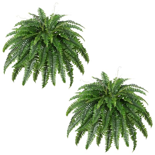 Outdoor Fern Plants