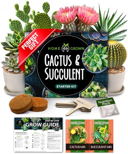Exterior Succulent Planter Kit