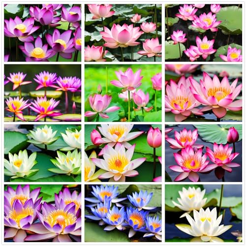 Pond Water Plants Kit