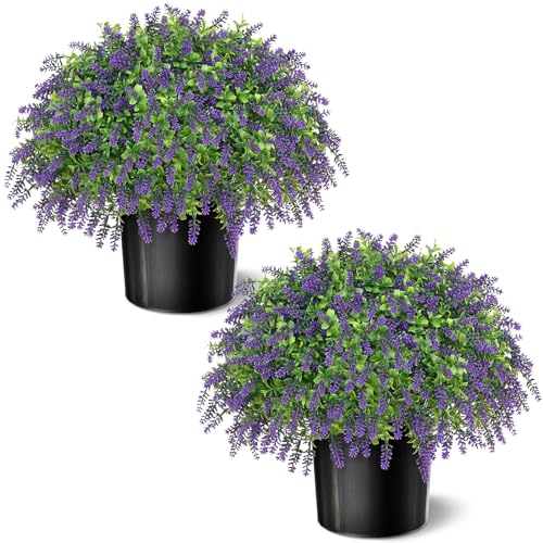 Assorted Potted Plants for Outdoors