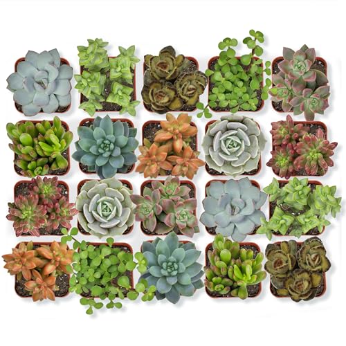 Assorted Potted Succulents