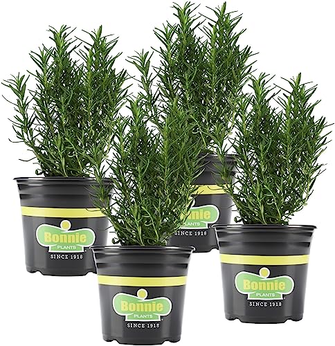 Rosemary Herb Plants