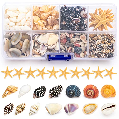 Embedded Seashells Set