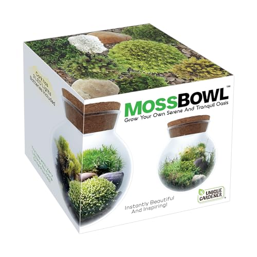 Small Fern and Moss Starter Kit