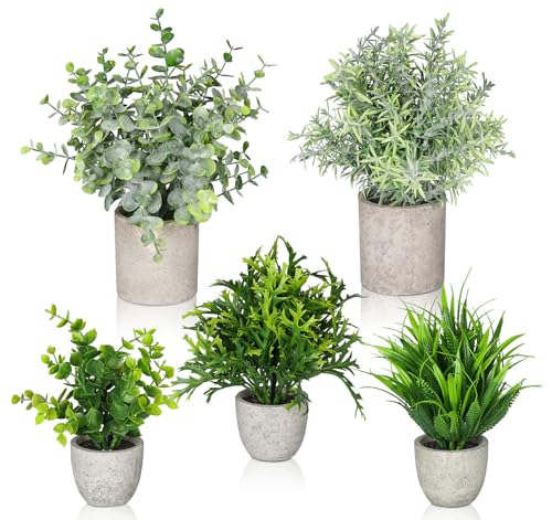 Assorted Small Indoor Potted Plants