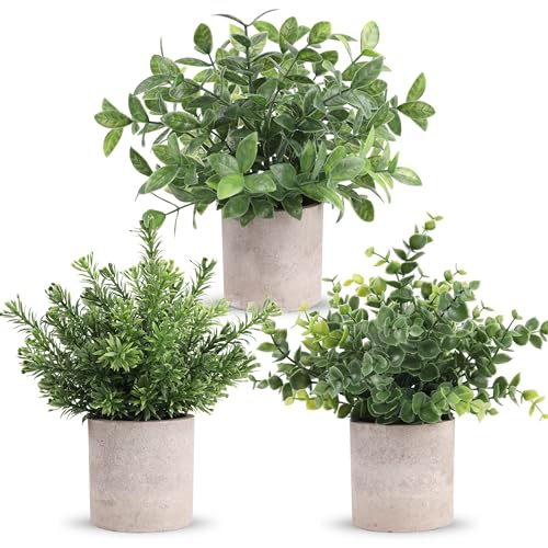 Tabletop Centerpiece Plant