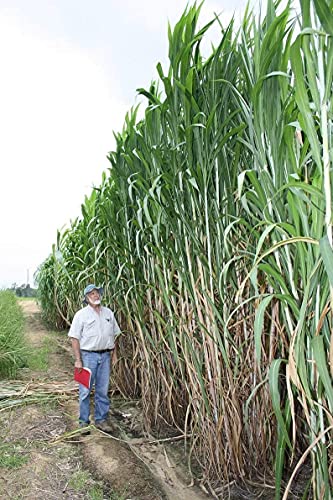 Tall Ornamental Grass Seeds