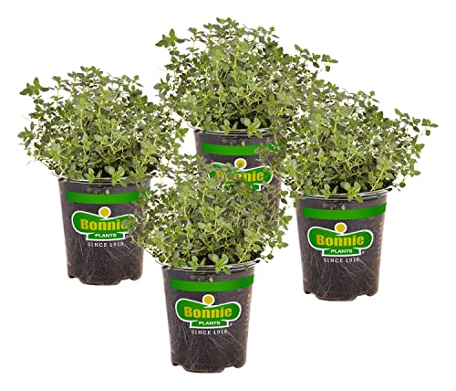 Thyme Herb Plants